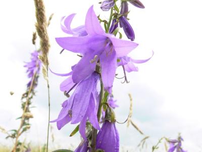 campanula